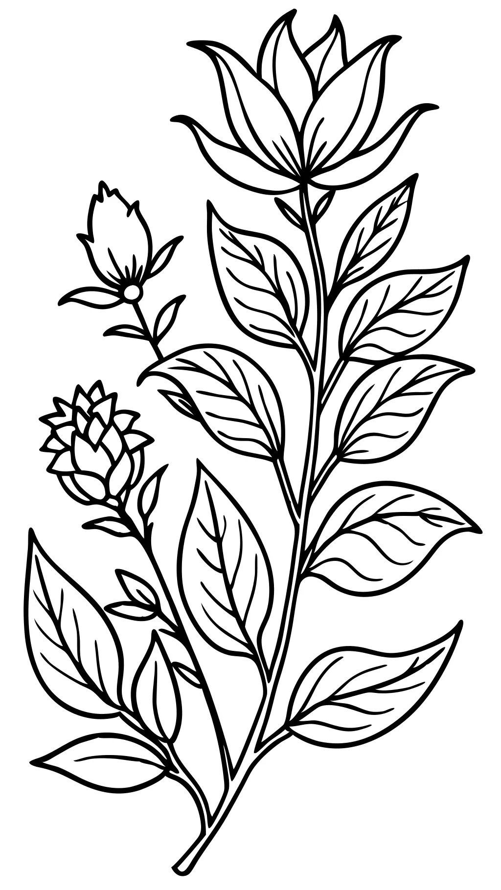 botanical coloring pages